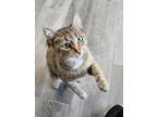 Adopt Keke a Spotted Tabby/Leopard Spotted Domestic Shorthair (short coat) cat