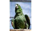 Adopt Pikachu a Amazon bird in Elizabeth, CO (24708710)