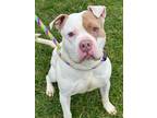 Adopt Zero a White American Pit Bull Terrier / Mixed Breed (Medium) / Mixed