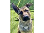Adopt Link a Merle Belgian Malinois / Anatolian Shepherd / Mixed (short coat)
