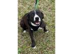 Adopt Tiffany a Black - with White Labrador Retriever / Mixed dog in Glenwood