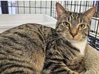 Adopt Bongo a Brown Tabby Tabby (short coat) cat in Fairborn, OH (40973599)