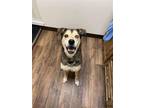 Adopt Opi a Husky / Mixed dog in new london, WI (40973545)