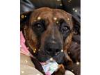 Adopt Martin a Brindle Boxer / Mixed dog in DuQuoin, IL (40970274)