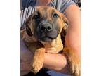 Adopt Rosie a Mountain Cur / Terrier (Unknown Type, Small) / Mixed dog in El