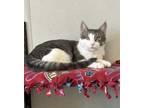 Adopt Khan a Gray or Blue Domestic Shorthair / Mixed Breed (Medium) / Mixed