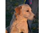 Adopt Tommie a Tan/Yellow/Fawn Golden Retriever / Labrador Retriever / Mixed dog