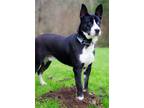 Adopt Rocco a Black - with White Husky / Labrador Retriever / Mixed dog in