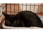 Adopt Fats a All Black Domestic Shorthair / Mixed (short coat) cat in Pineville