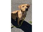 Adopt Minnie a Tan/Yellow/Fawn Labrador Retriever / Mutt / Mixed dog in