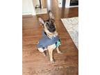 Adopt Arlo a Black - with Brown, Red, Golden, Orange or Chestnut Belgian