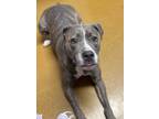 Adopt Bella Marie a Brindle American Pit Bull Terrier / Mixed Breed (Medium) /