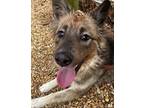 Adopt Toby a Black - with Tan, Yellow or Fawn Norwegian Elkhound / Australian