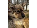 Adopt Richie a Black - with Tan, Yellow or Fawn Norwegian Elkhound / Australian
