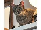 Adopt Pippi a Brown Tabby Domestic Shorthair (short coat) cat in Fowlerville