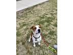 Adopt Amos a Red/Golden/Orange/Chestnut - with White Pit Bull Terrier / Mixed