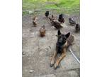 Adopt Oso - Located in CA a Tan/Yellow/Fawn - with Black Belgian Malinois dog in