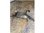 Adopt Mike a Tiger Striped Domestic Shorthair / Mixed (short coat) cat in New