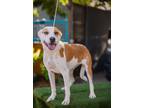 Adopt Buba a Australian Cattle Dog / Basenji / Mixed dog in Seattle