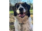 Adopt Joey a White - with Brown or Chocolate Collie / Setter (Unknown Type) /