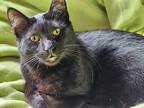 Adopt Gino a All Black Domestic Shorthair (short coat) cat in Faribault