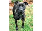 Adopt Serenity a American Pit Bull Terrier / Mixed dog in EFFINGHAM
