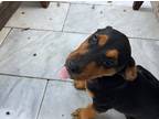 Adopt Jesse a Black - with Brown, Red, Golden, Orange or Chestnut Labrador