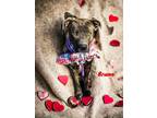 Adopt Bruno a American Pit Bull Terrier / Mixed Breed (Medium) / Mixed dog in
