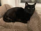 Adopt Sampson a All Black Domestic Shorthair (short coat) cat in West Lafayette