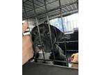 Adopt Cruz a Black - with White Mutt / Mixed dog in Auburn, CA (40969380)