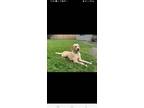 Adopt Key a Tan/Yellow/Fawn Labradoodle / Mixed dog in Miami, FL (40969349)