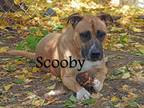 Adopt Scooby a American Staffordshire Terrier / Mixed dog in Brigham City -