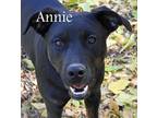 Adopt Annie a Labrador Retriever / Mixed dog in Brigham City - Ogden