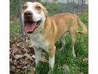 Adopt Milo a Red/Golden/Orange/Chestnut - with White American Pit Bull Terrier /