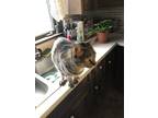 Adopt Oreo a Gray, Blue or Silver Tabby Tabby / Mixed (short coat) cat in Akron