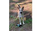 Adopt Dash a Merle Australian Cattle Dog / Cattle Dog / Mixed dog in Little