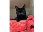 Adopt Coolatta a All Black Domestic Shorthair / Mixed Breed (Medium) / Mixed