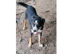 Adopt Awesome Woofy! a Tricolor (Tan/Brown & Black & White) Australian Shepherd