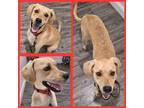 Adopt Noah a Black Mouth Cur / Hound (Unknown Type) / Mixed dog in LaBelle