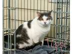 Adopt Tippi a Gray, Blue or Silver Tabby Domestic Shorthair (short coat) cat in