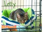 Adopt Letty a Tan or Fawn Tabby Domestic Shorthair (short coat) cat in Somerset