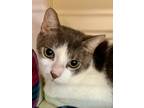 Adopt Moocher a Domestic Shorthair / Mixed (short coat) cat in Sebastian