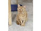 Adopt Cork a Orange or Red Tabby Domestic Shorthair / Mixed (short coat) cat in