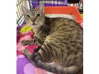 Adopt Gabe a Brown Tabby Domestic Shorthair / Mixed (short coat) cat in Panama