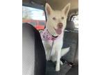 Adopt Lily a White Siberian Husky / Mixed dog in Cedartown, GA (40967565)