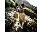 Adopt Gunner a Brindle Akita / Mixed Breed (Medium) / Mixed (short coat) dog in