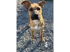 Adopt Glenda a Brown/Chocolate Rhodesian Ridgeback / Mixed Breed (Medium) /