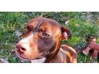 Adopt Buddy a American Pit Bull Terrier / Labradoodle dog in San antonio