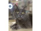 Adopt Taz a Gray or Blue Russian Blue (medium coat) cat in Huntington Beach