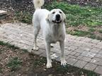 Adopt Violet a White Anatolian Shepherd / Mixed dog in Oakley, CA (40967107)
